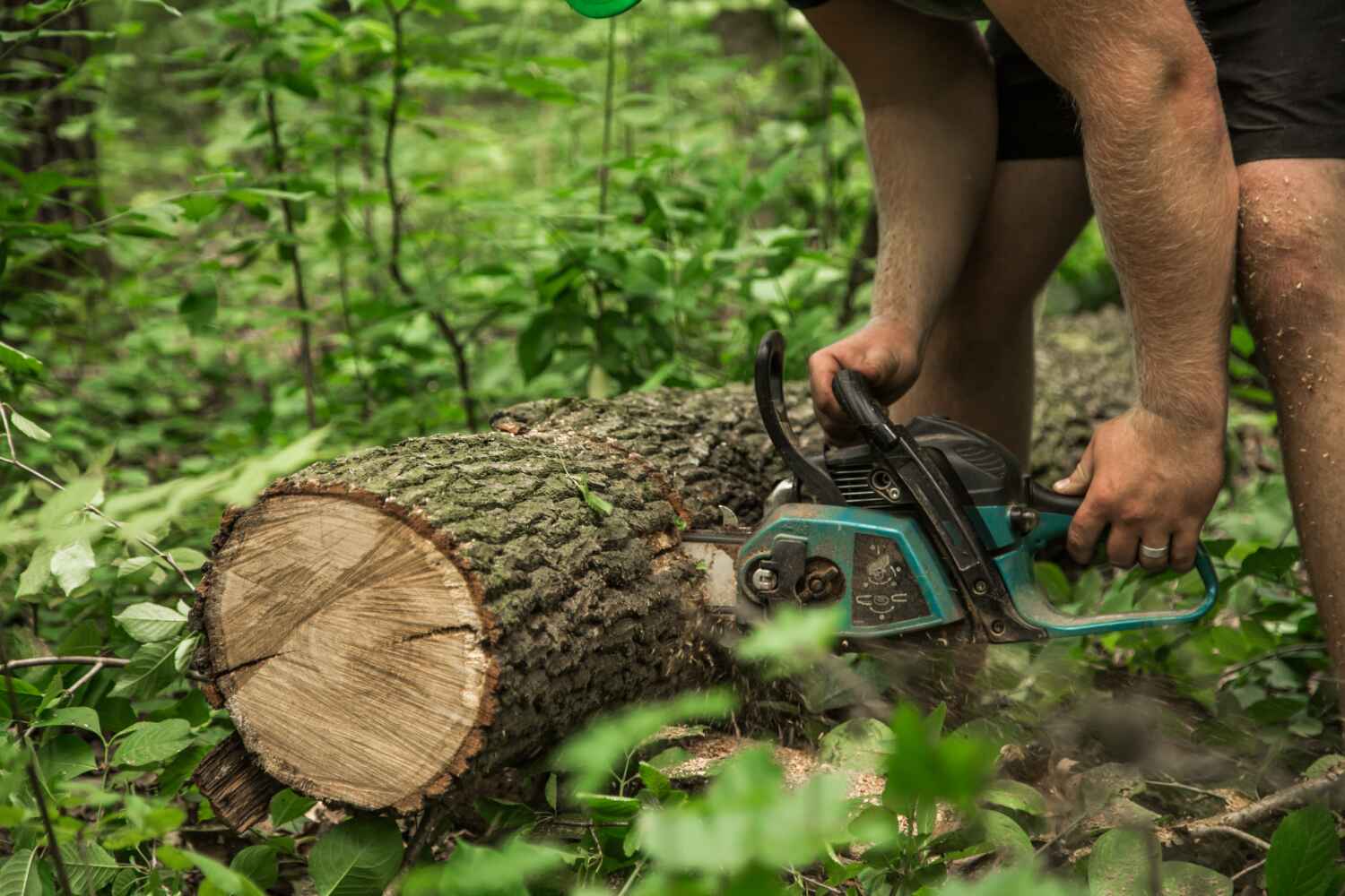  Byron, GA TreeGuard Tree Service Pros